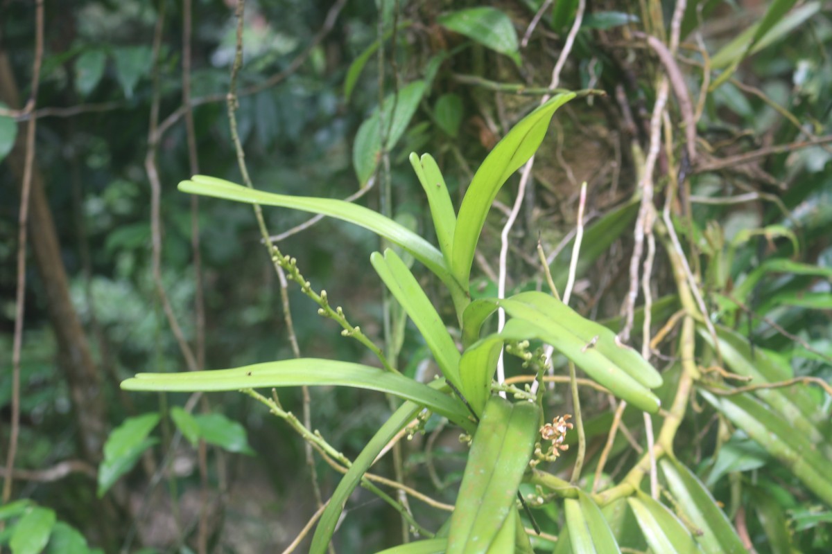 Acampe ochracea (Lindl.) Hochr.